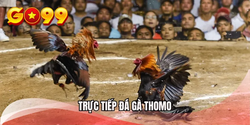 truc-tiep-da-ga-thomo